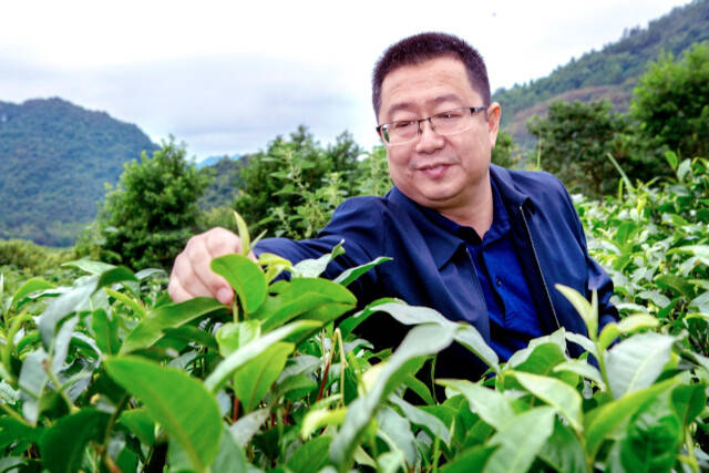 2021年湖南茶叶乡村振兴十大重点县市之宜章县