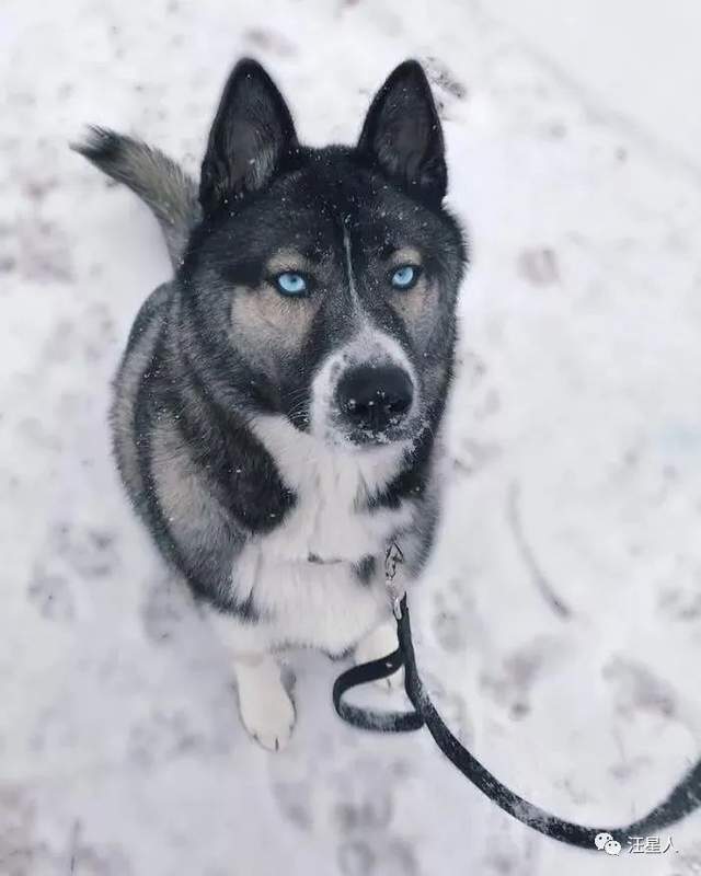 一些混血狗狗的合集_哈士奇