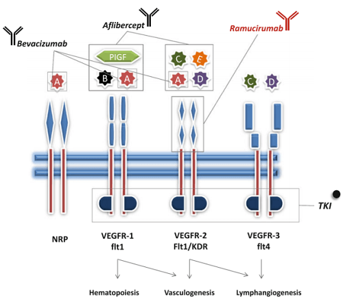恶性肿瘤|雷莫芦单抗（Ramucirumab）——崭露头角的抗癌多面手