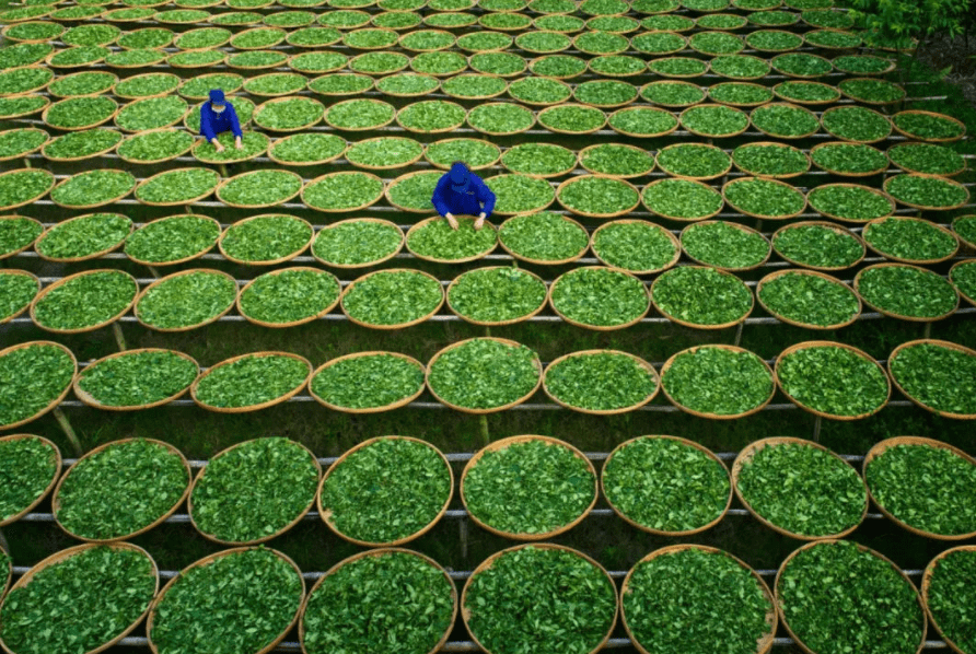 福鼎|尝鲜秋白茶，尽量避开这三种坑，才不会被劣质茶迷了眼