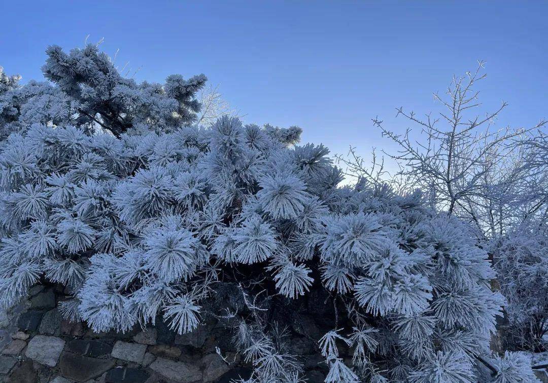 雪后的泰山，玉树琼花，美成了人间仙境！