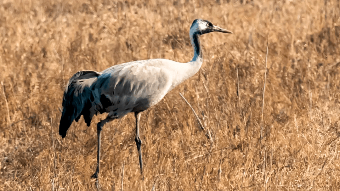 山西鸟类图鉴 | 灰鹤