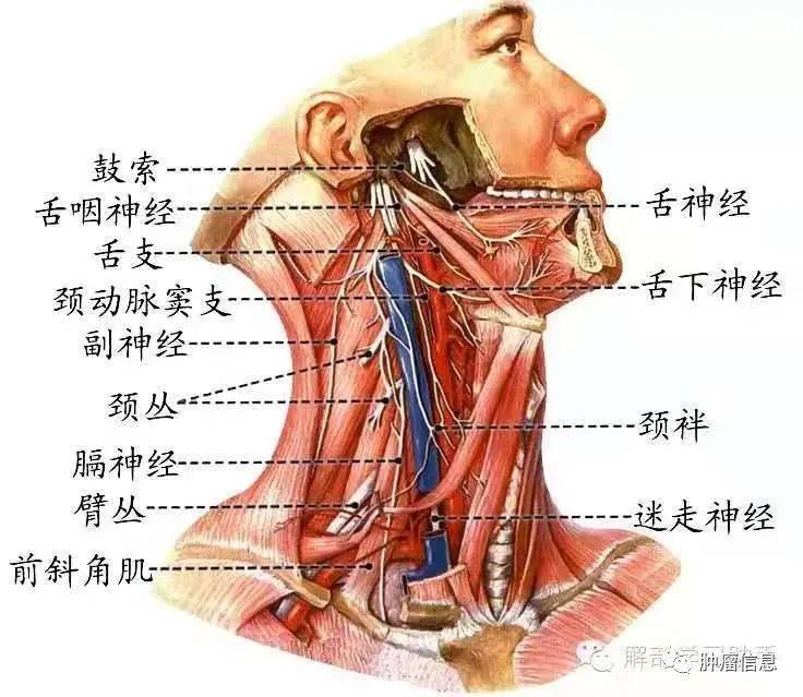 属于运动性神经,经舌下神经管进出颅腔,分布在:舌内,外肌损伤后主要