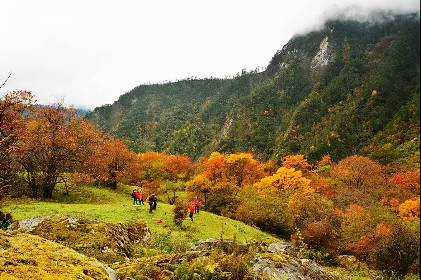 卓西牧场金秋时节彩林童话