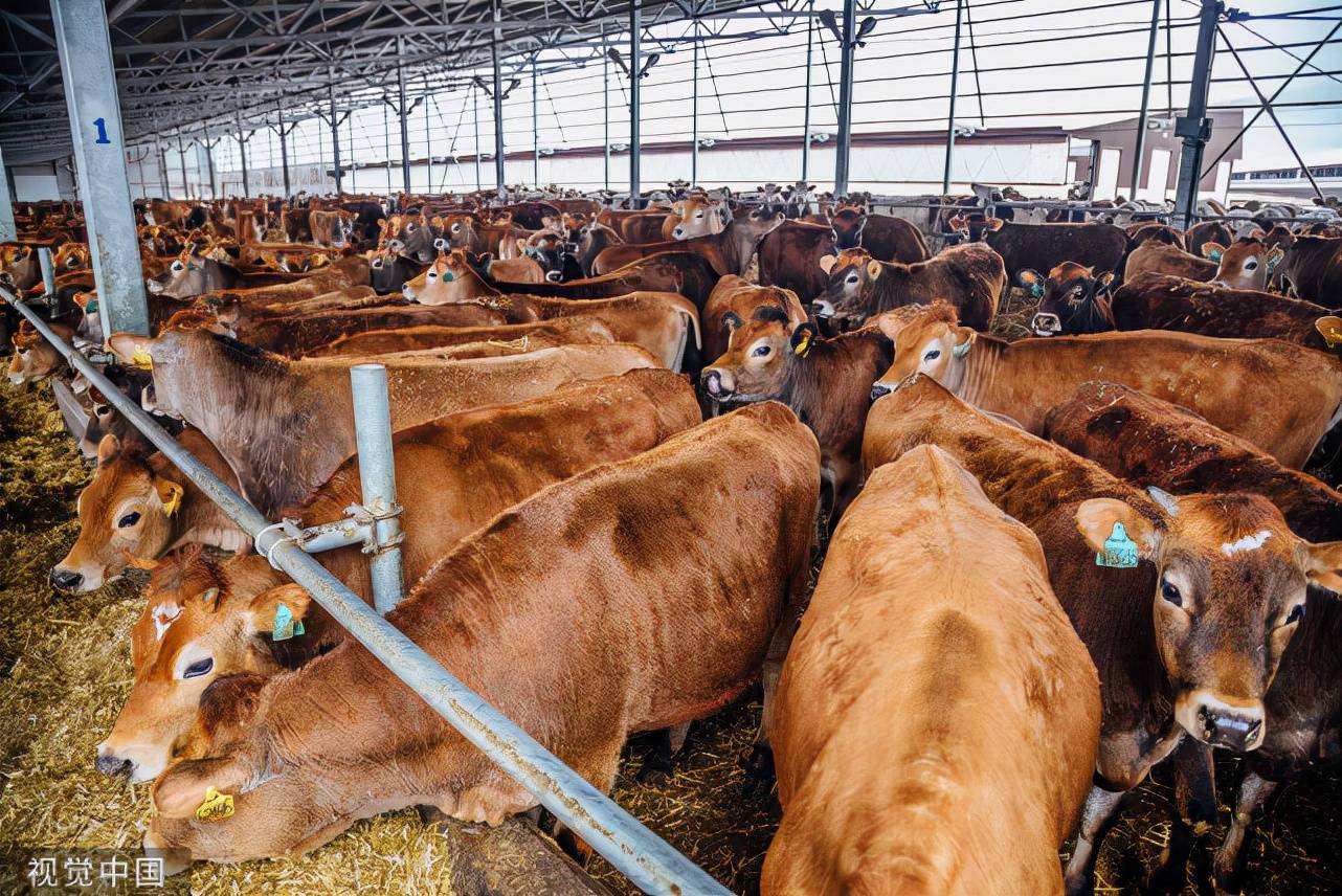 肉牛快速催肥絕招肉牛育肥期飼料配方牛吃什麼可以快速增肥