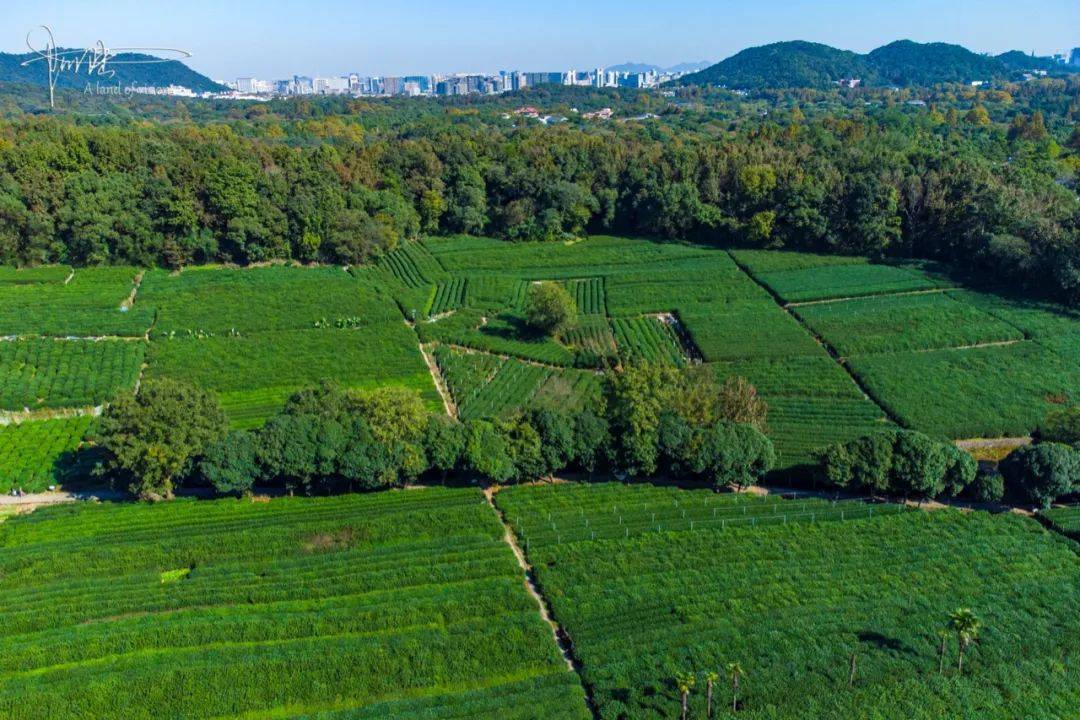离西湖最近的茶园,面积不大,却依山傍水风景旖旎_茅家埠