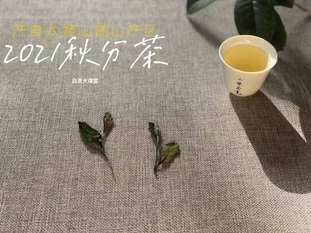 知识科普|为什么说白茶越陈越香，越老越值钱？是销售套路吗？