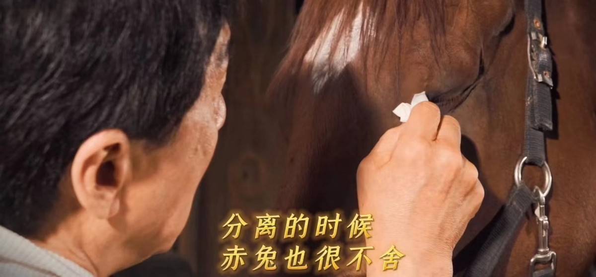 电影|成龙新片一匹马火了！电影杀青大家给它喂蛋糕，大哥还给它擦眼泪