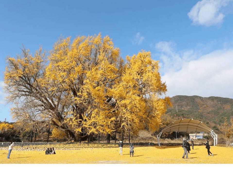 韩国800年古银杏树惊艳了秋天
