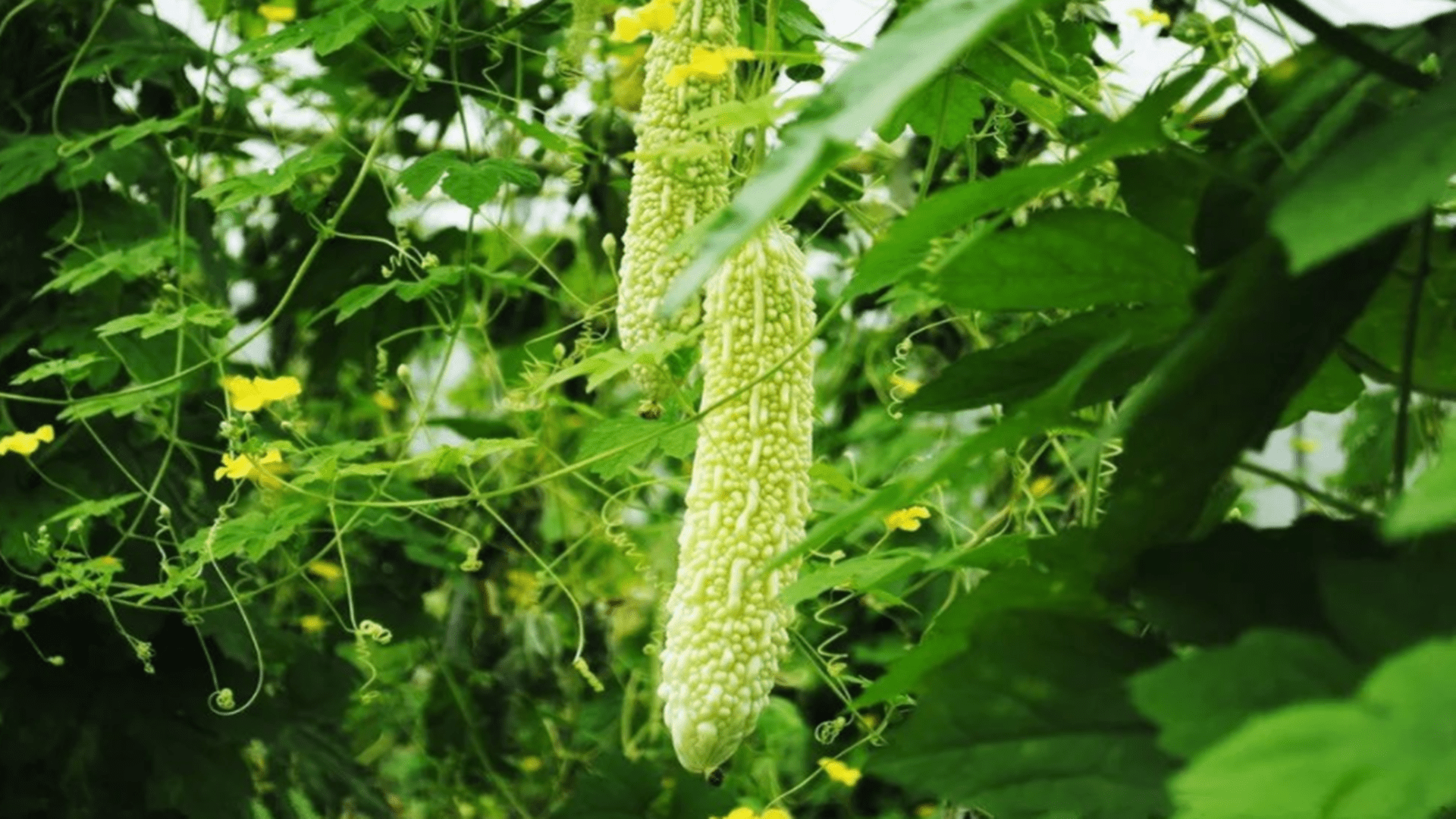 糖尿病人|吃饭或者做饭前看看，控糖食物有推荐，糖尿病“控糖”有方案