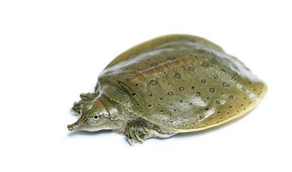 肝脏|乙肝患者除了不能熬夜,4种食物也最好少吃,可能对病情不利