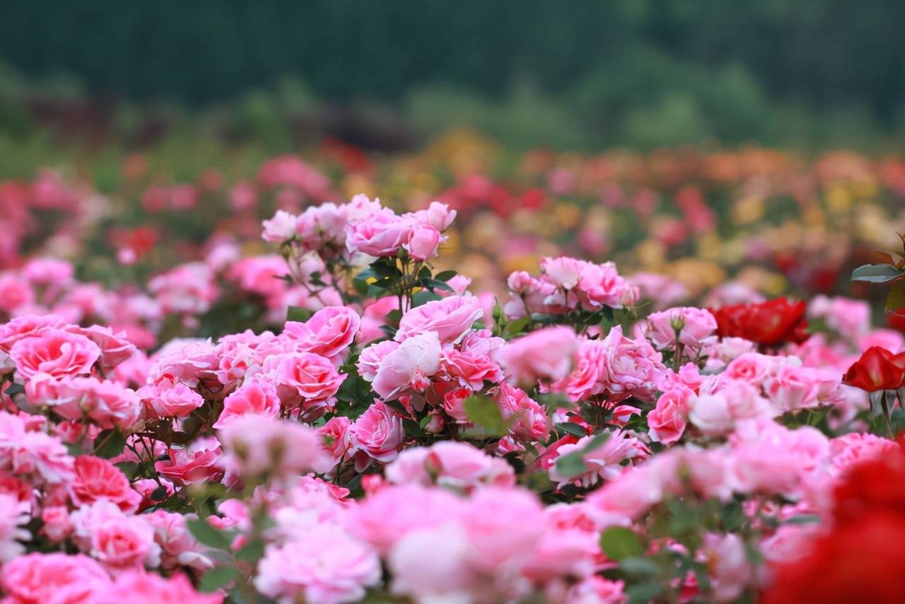 关于保加利亚6件有趣的小事_玫瑰