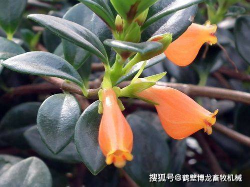 金鱼花的养殖方法土壤金鱼花喜欢疏松透气,排水性好的