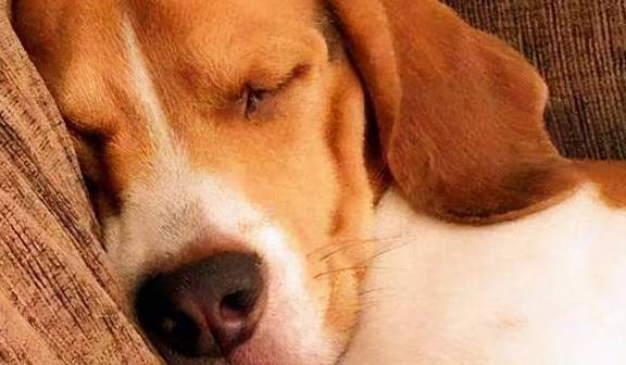 如何给狗狗做狗窝冬天 2a4c81b9223f46b88cae4dec884ebf18.jpeg