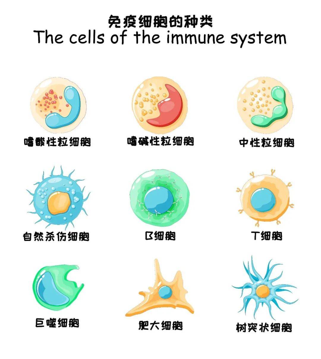 人類高質量細胞免疫細胞