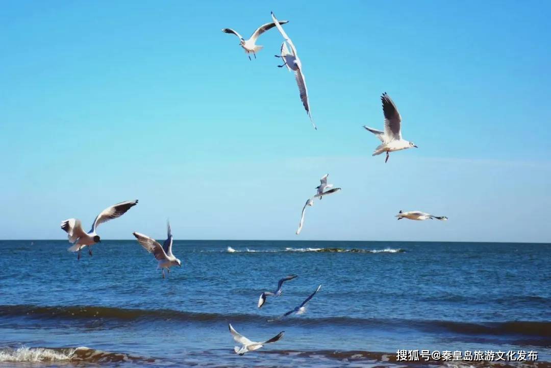 地方|安排！秦皇岛最美海鸥季，最佳观赏地大集合~