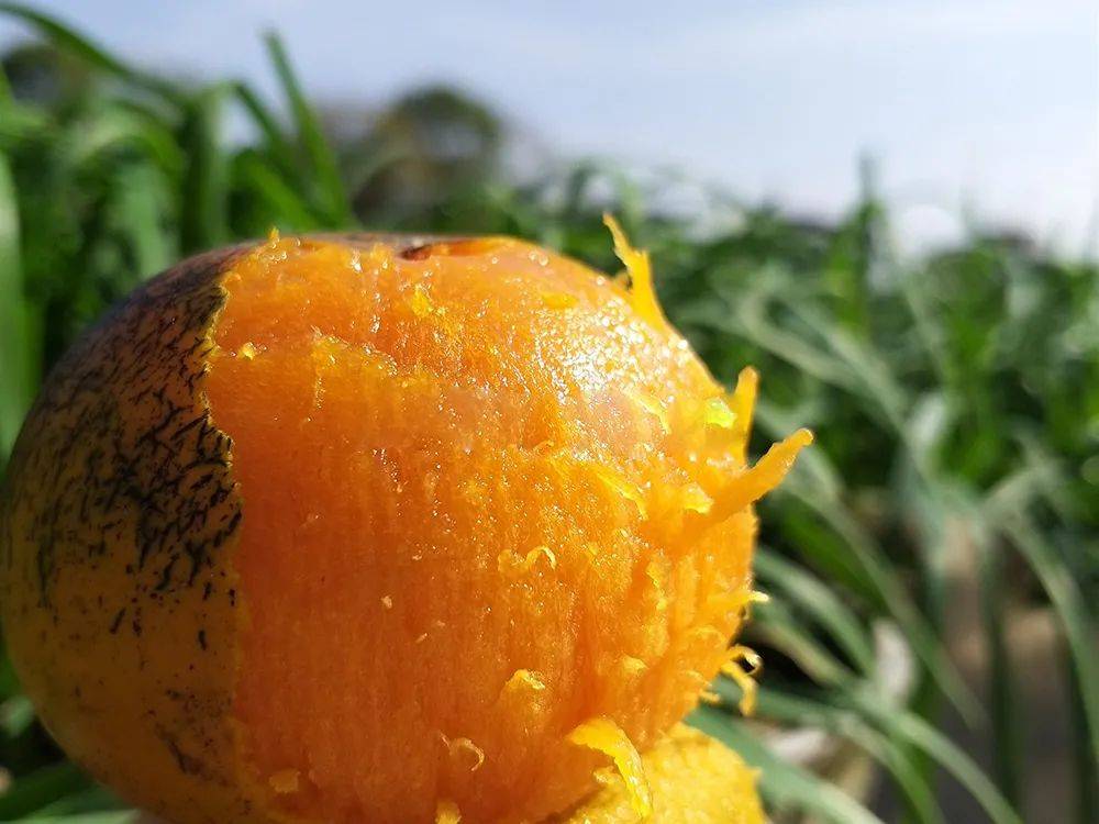 这野果表面满是油俗称油柿子农村人爱吃如今15元1斤