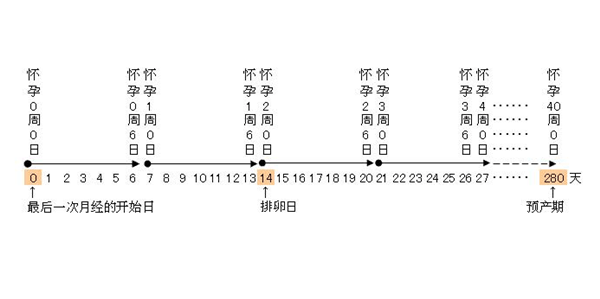 怀孕周期怎么算 28周算7个月么 胎儿