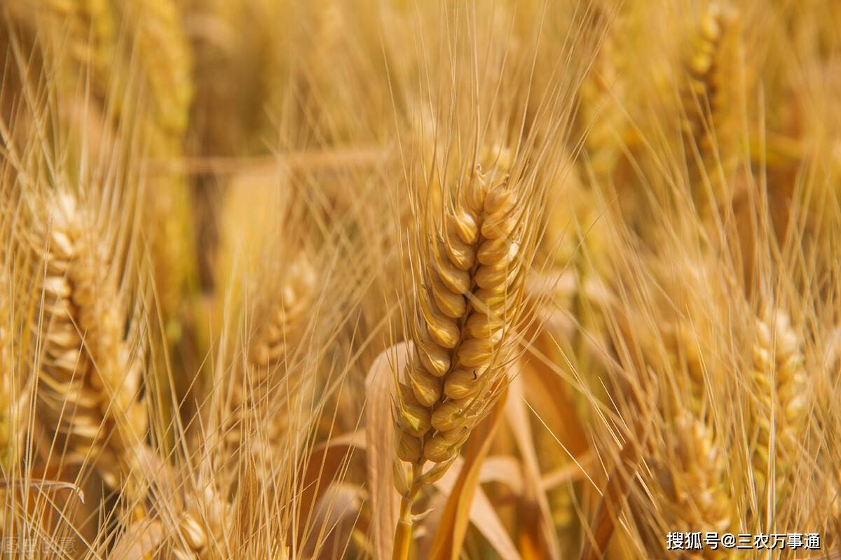 山东|备货结束?玉米、小麦进入下跌“快车道”,稻谷也不例外,咋回事