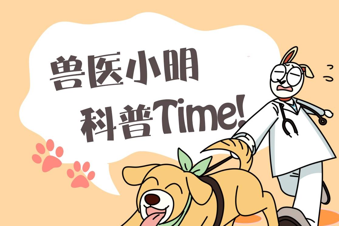 蝴蝶二哈不停地甩来甩去的，主人一看以为抽风了，凑近后笑喷了