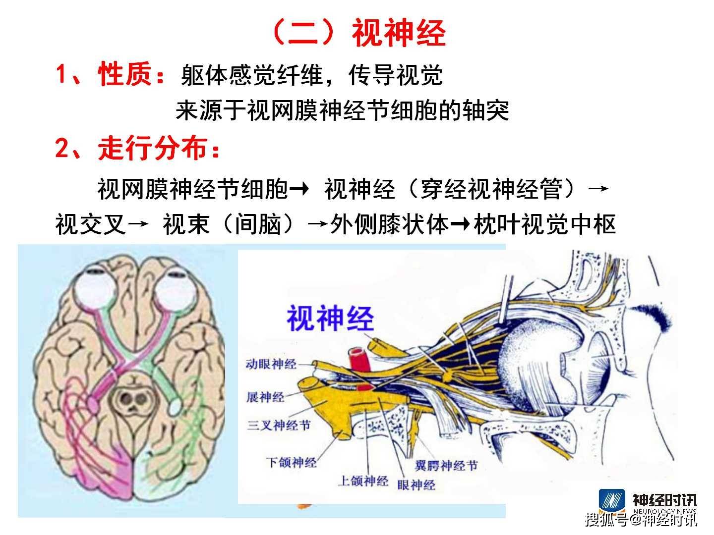 腦神經解剖圖精細課件講解