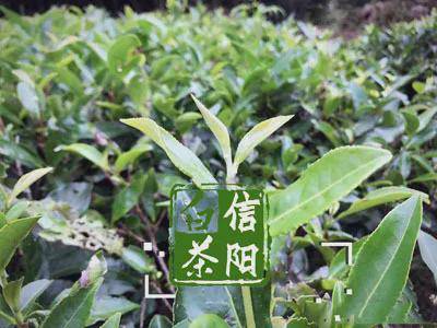 茶叶|信阳白茶与信阳黄茶是怎样诞生的