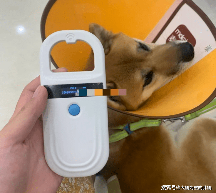 柴犬受伤柴犬流浪街头,走丢5天后,主人却被蒙在鼓里,家人没告诉他