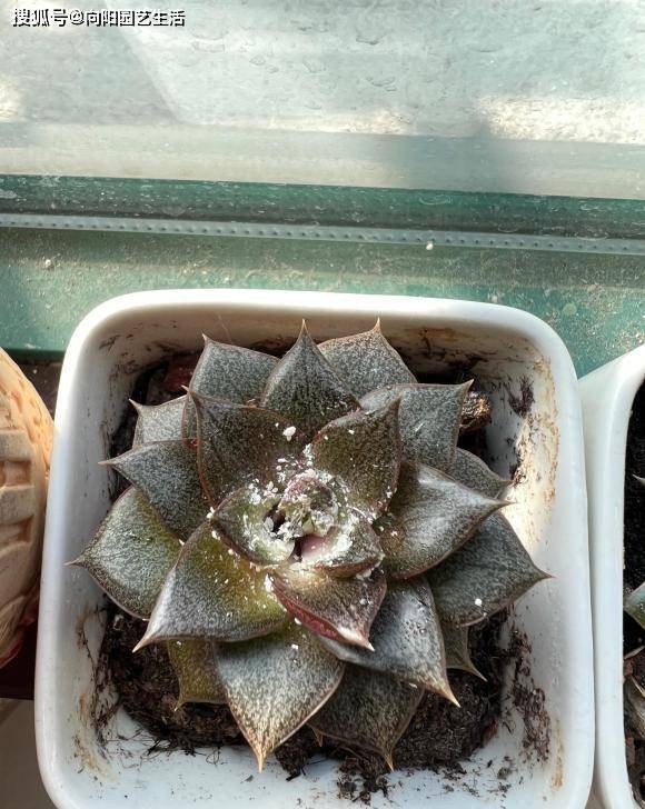 多肉小白药使用方法 da64081790ef455ab2789ef5a6a85779.jpeg