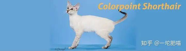 因为如何做猫舍│猫品种的选择