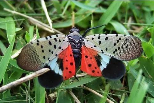 椿树上常见的"花姑娘",原本以为是害虫,中医却将其称为"鸡"