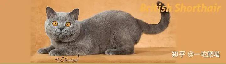 因为如何做猫舍│猫品种的选择