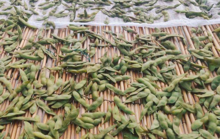 毛豆干|每年秋季,我家总会晒一篮它,香糯又劲道,当零食随吃随取,贼香