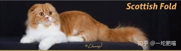 因为如何做猫舍│猫品种的选择