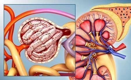 肾脏|紫癜专家：避免尿毒症，教你三招防尿蛋白升高