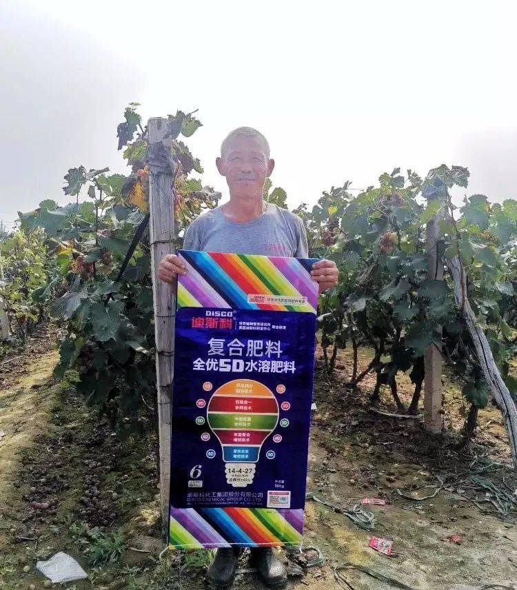 迪斯科5d水溶复合肥料,对葡萄,西瓜,西红柿的效果展现