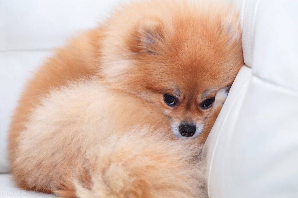 狗狗食欲不振原因都有哪些 又该怎么办 胃口