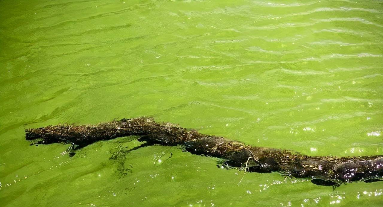 水产养殖中,培藻重要的一环——硅藻,你了解多少?