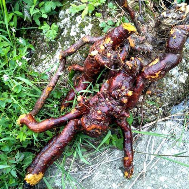 原创困扰美国的"虎杖",源自日本,在我国成美食,农村孩子当零食