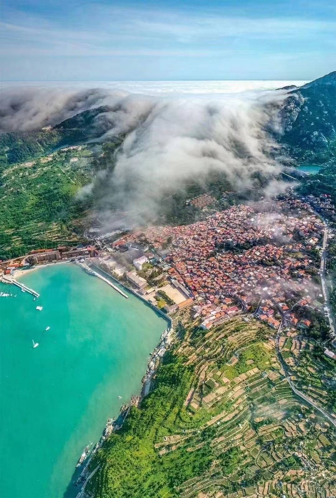 崂山三绝之首当属崂山茶