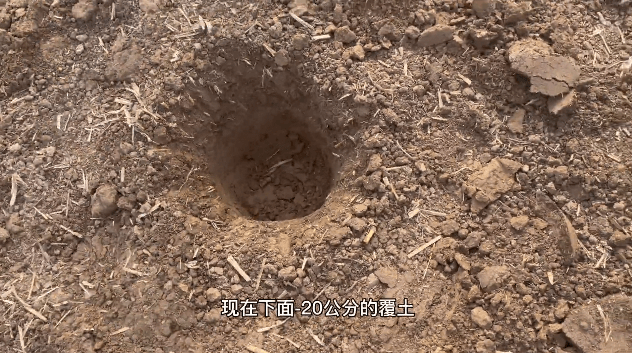 保持株距和行距3米×4米这样的距离,每亩大概能种植56棵,挖坑的大小