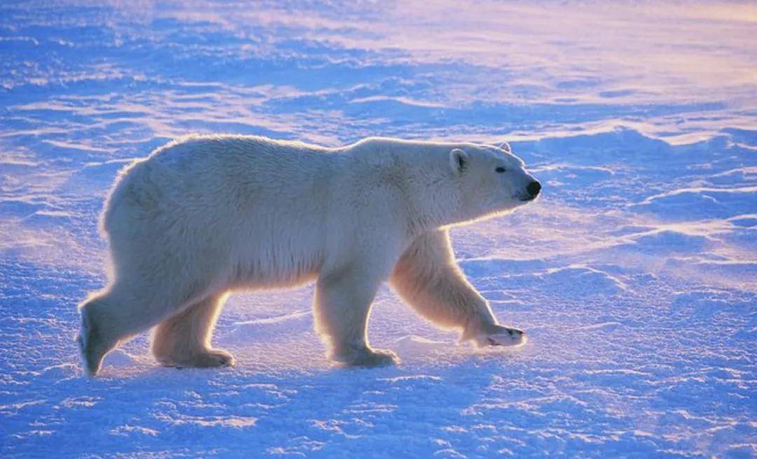 雪花|新一轮冷空气来袭，关于雪的"冷知识"你需要了解这些！