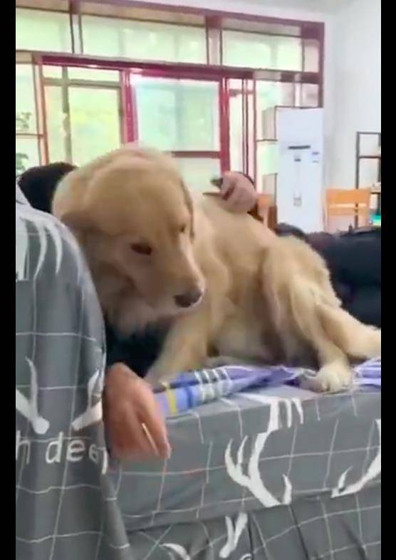 因为柯基躺在主人的旁边，却被金毛给硬生生拽了下来，嫉妒心好强