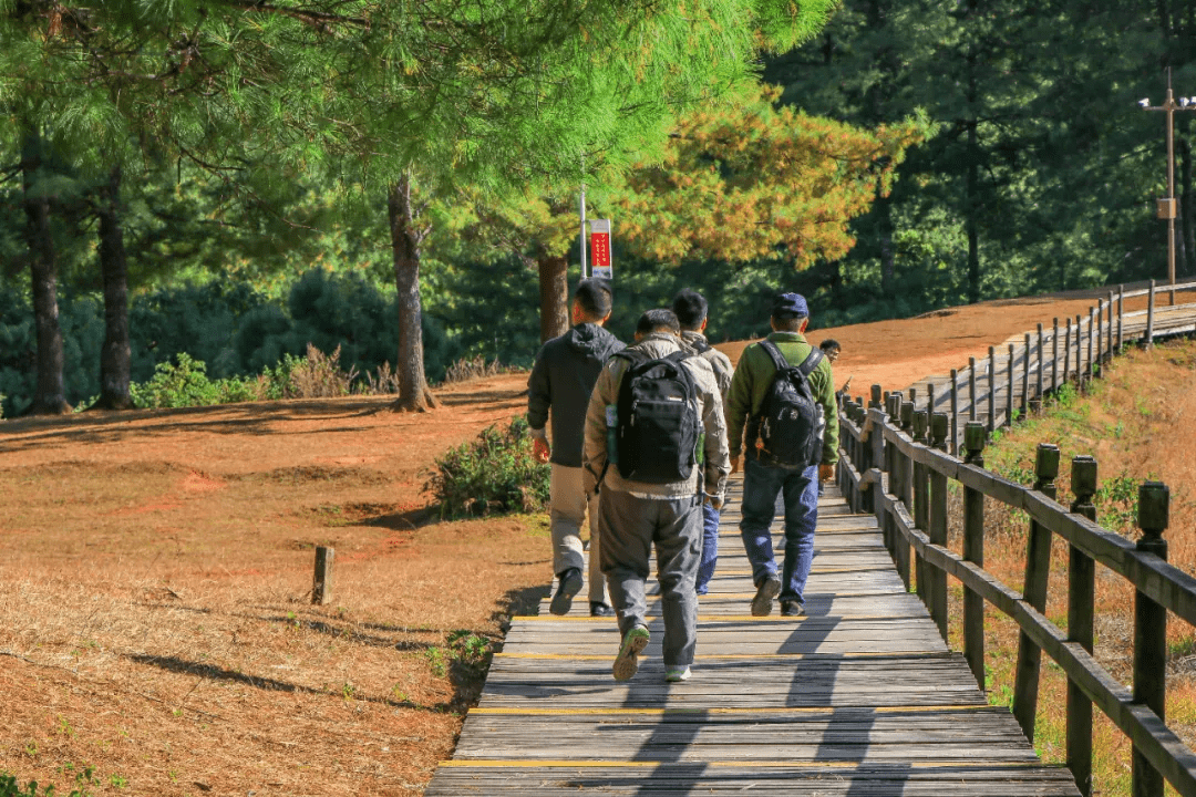 茶园|乡村游丨火山秘境山茶之乡马站