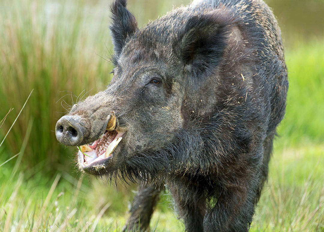 城市里野猪来袭男子一招化解危机野猪真的泛滥了吗