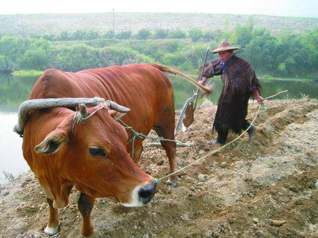 老农民牵牛耕地图片图片