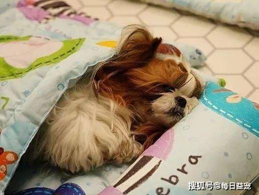 因为|狗狗成韩国最受欢迎宠物，每只狗都有“身份证”，还送它上幼儿园