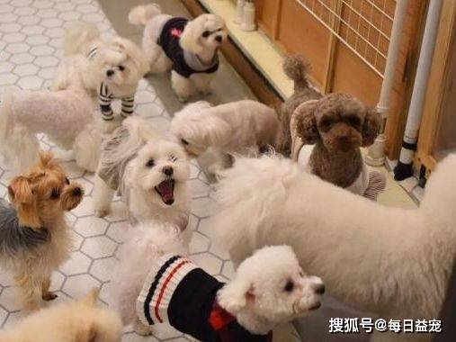 因为|狗狗成韩国最受欢迎宠物，每只狗都有“身份证”，还送它上幼儿园