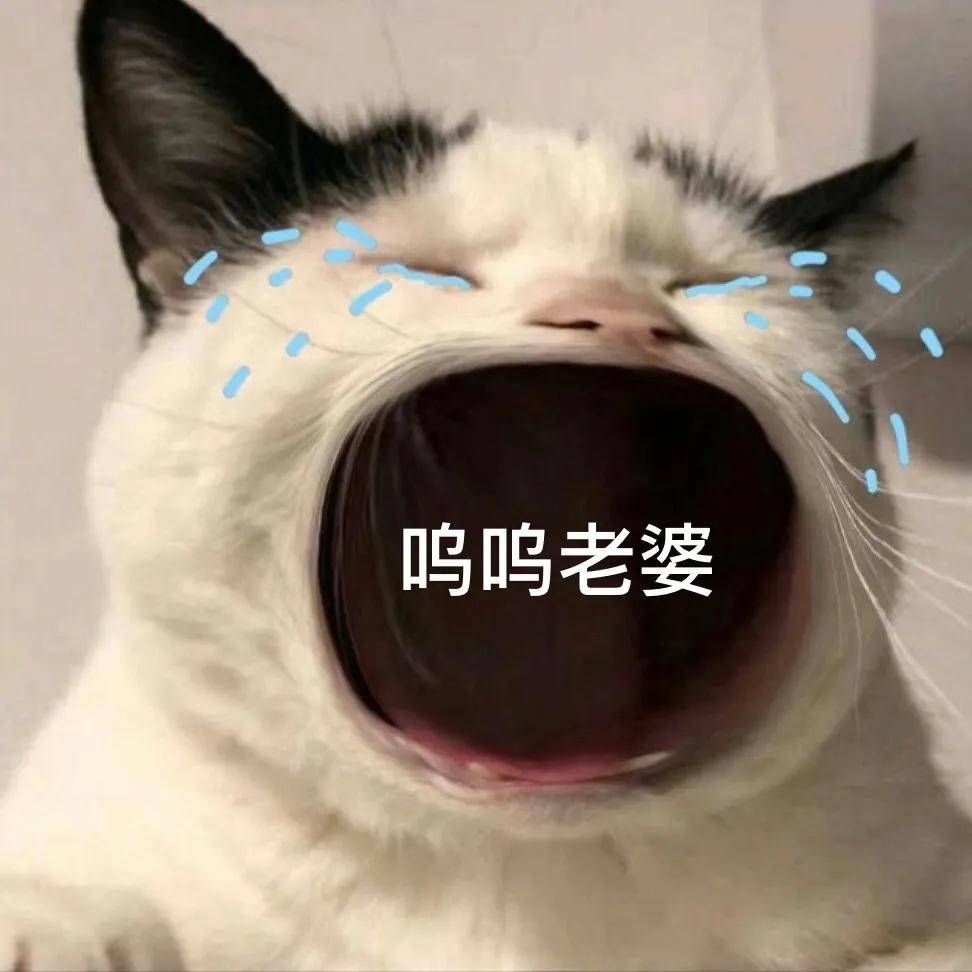 猫咪张大嘴哭表情包全集