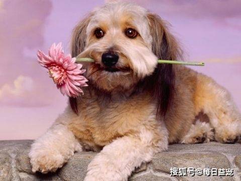 因为|狗狗成韩国最受欢迎宠物，每只狗都有“身份证”，还送它上幼儿园