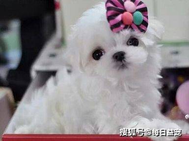 因为|狗狗成韩国最受欢迎宠物，每只狗都有“身份证”，还送它上幼儿园